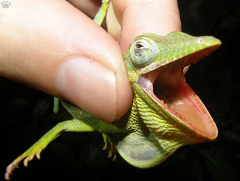 lizard