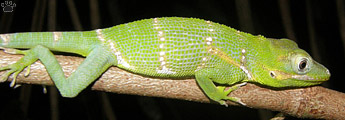 lizard