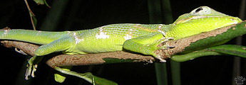lizard