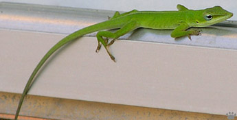 lizards