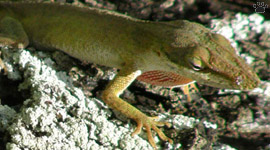 lizard