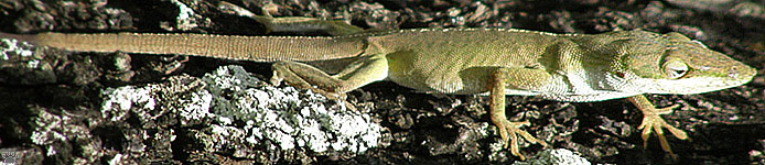 lizard