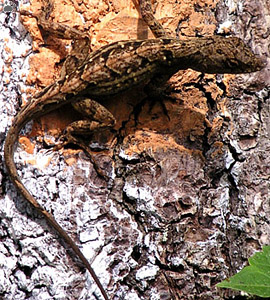 lizard