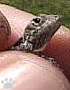 lizard
