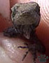lizard