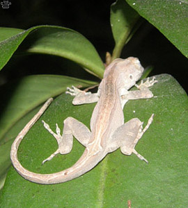 lizard