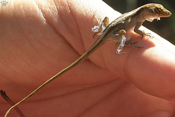 lizard