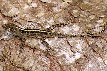 lizard