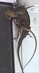 lizard