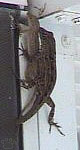 lizard