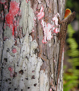 lizard
