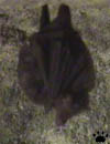 bat