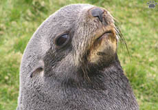 seal