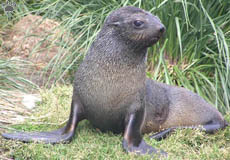 seal