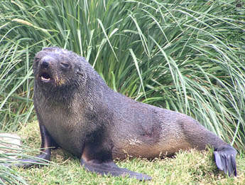 seal