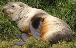 seal