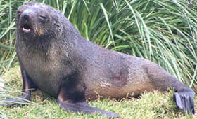 seal