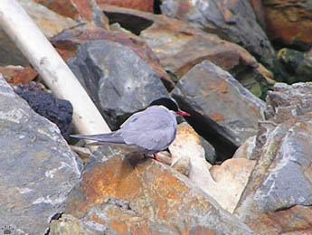 bird