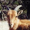 aoudad