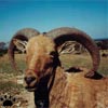 aoudad