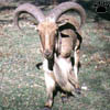 aoudad