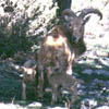 aoudad