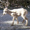 aoudad