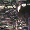 aoudad