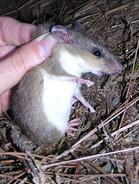mouse