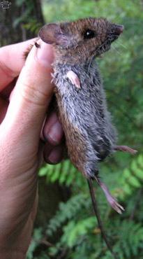 mouse