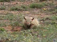 armadillo