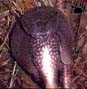 armadillo