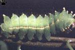 larva