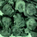 bat