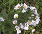 aster