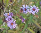 aster