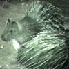 porcupine