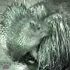 porcupine