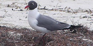 gull