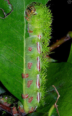moth