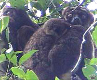 lemur