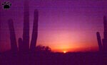 saguaro2