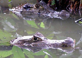 caimans