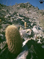 el cactus