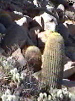 el cactus