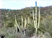 el cactus