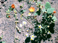 flowers