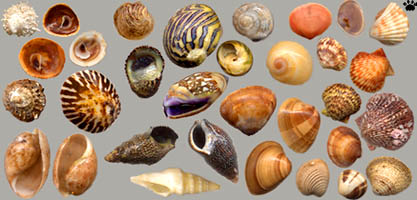 shells