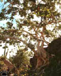 el árbol