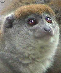 lemur